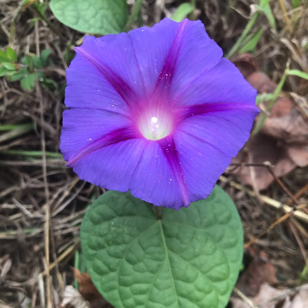 Meet your Posher, Luis